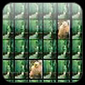Memory Card